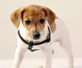 Smscs Photo Puppy Html