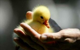 Baby Duck Wallpaper