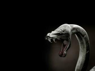 Diamondback Rattlesnake Wallpaper