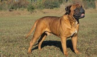 All About Bullmastiff Live Wallpaper For Android Videos Screenshots