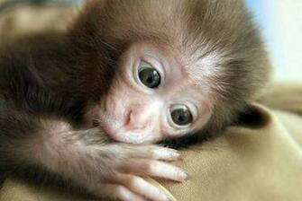 Baby Monkey Sucking On A Thumb