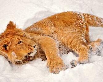 Animals On Winter Wallpaper