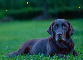 Stunning Labrador Retriever 4k Ultra HD Wallpaper