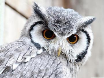 Cute Owl Ultra HD Desktop Background Wallpaper For 4k UHD Tv
