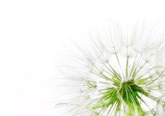 Dandelion Wallpaper Minimalist Desktop Background