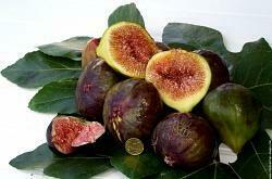 Coloriage Figues Fraiches Imprimer Pour Les Enfants