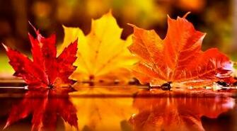 Autumn Leaf Wallpaper