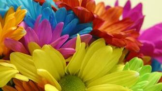 Pictures Of Colorful Flowers Rr Collections