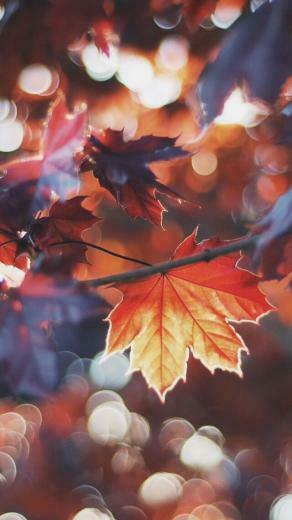 Cozy Fall Halloween My Favorite Season Wallpaper