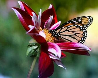 Beautiful Flowers And Butterfly Wallpaper Urban Art