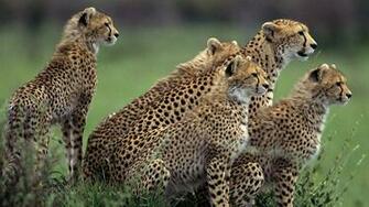 Wallpaper Leopard Pictures