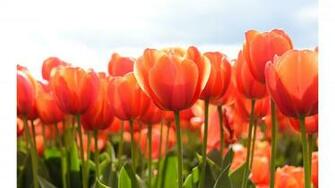 Pink Tulips 4k Wallpaper