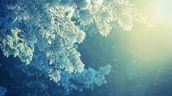 Frost Flakes Mother Nature Trees Soft Sunlight Organic Mac
