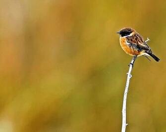 Bird Desktop Wallpaper On Branch Photos Of
