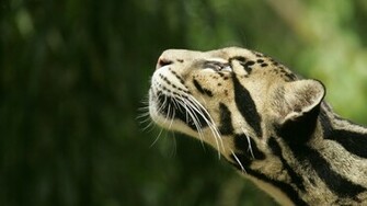 Wildlife Wallpaper