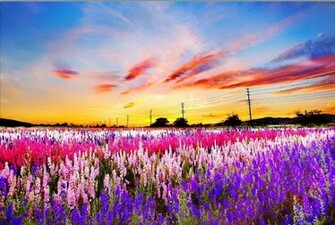 Field Of Flowers Wallpaper
