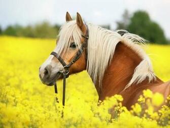 Wallpaper Horse Mtc Beautiful Of Horses HD