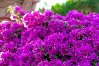 Lilac Flowers Wallpaper By Silverwolf112