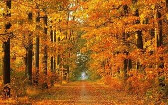 Autumn Road Background Desktop
