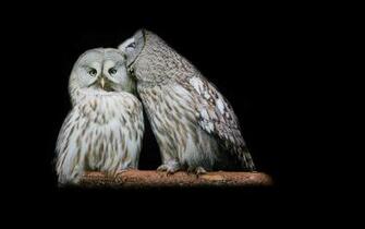 Great Grey Owl Computer Wallpaper Desktop Background