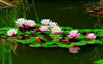Lotus Pond Wallpaper