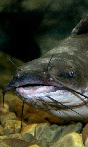 Bigger Catfish For Aquarium Wallpaper Android Screenshot