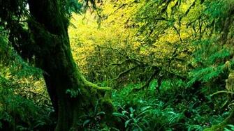 Hoh Rainforest Desktop Pc And Mac Wallpaper