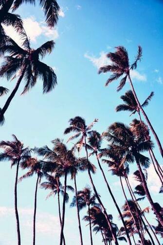 Palm Tree Wallpaper iPhone Net
