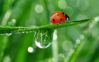 Lovely HD Ladybug Wallpaper HDwallsource