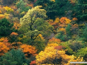 Fall Colors Desktop Wallpaper In HD