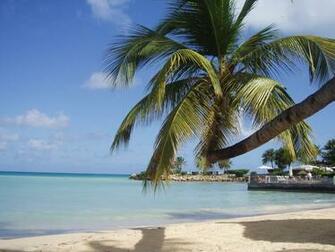 Wallpaper De Palmeras Beach Palm Tree Fotos E Im Genes En