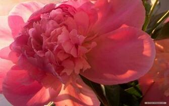 Wallpaper Flower Peony