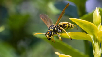 Wasp Flower Pollinating Insect Le59rn2lxzdeqhyy Wallpaper