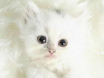 Cute Desktop Background For