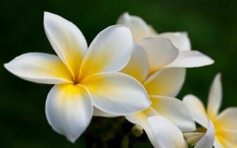 Plumeria Wallpaper