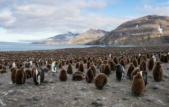 Wallpaper South Georgia Saint Andrews Bay King Penguin Image