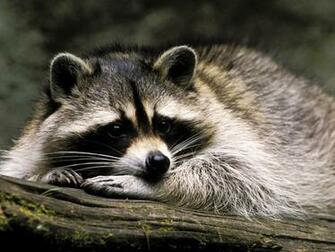 Raccoon Animal Cover HD Wallpaper High Quality