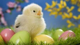 Cute Hen Chick With Colorful Eggs Wallpaper