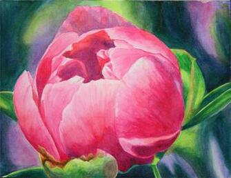 Watercolor Peony Study