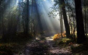 Forrest Wallpaper