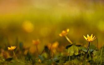 Widescreen Wallpaper Spring