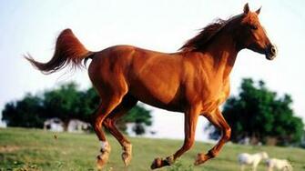 American Quarter Horse Wallpaper Desktop
