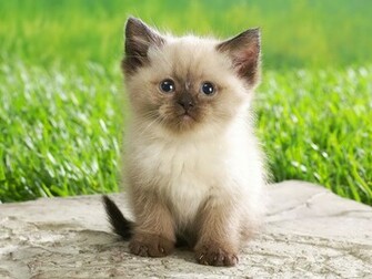 Persian Cat HD Wallpaper Cool Desktop Background Widescreen