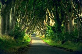 Tree Avenue Wallpaper Id Wallpapervortex