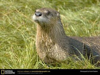 American River Otter Picture Desktop Wallpaper