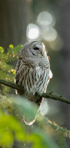 Owl Phone Wallpaper
