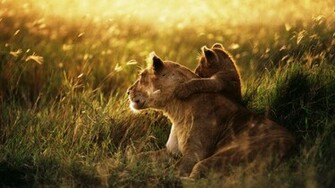 Wild Cats Baby Animals Wallpaper HD Desktop