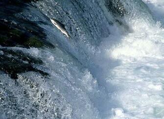 From The Flow Awesome Wallpaper Of Water Glittering Like Diamond