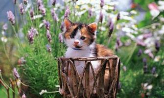 Pretty Kitten Wallpaper