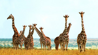 Cute Giraffe Wallpaper